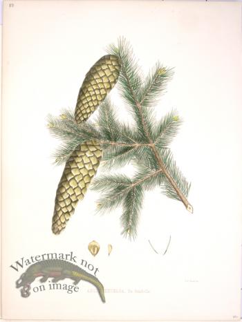 Lawson Pine Cone 24